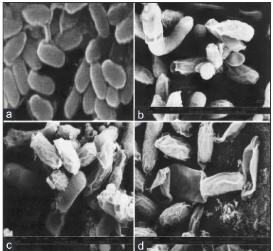 Fig. 2: SEM micrographs.SEM micrographs of the Bacillus cereus cells after treatment with the methanol extract of Wedelia chinensis. (a) control at 0 h (×5000), (b) at 12 h (×6000), (c) at 24 h (×6000) and (d) at 36 h of treatment times (×6000).
