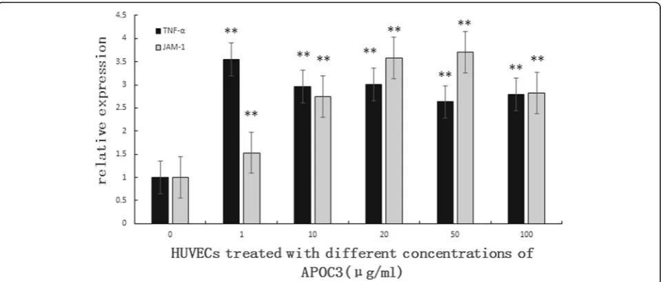Fig. 3 Effect of APOC3 on the mRNA expression levels of TNF-α, JAM-1 in HUVECs according to qRT-PCR