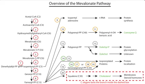 Figure 1 Overview of the mevalonate pathway. Circles represent the enzymes listed in Table 1