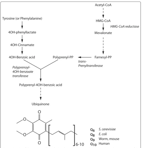 Figure 2 Overview of the coenzyme Q biosynthetic pathway. The key step in the pathway is the condensation reaction of thepolyisoprenoid side-chain from the mevalonate pathway with 4-hydroxybenzoate, which is the product of a separate multi-step pathwaystar