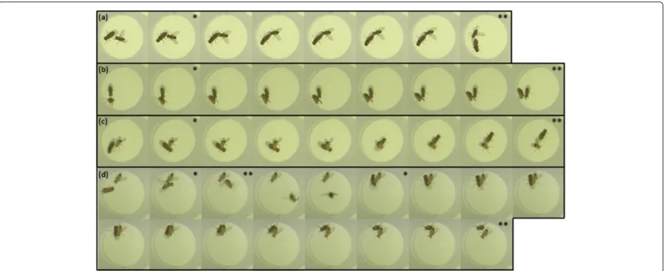 Figure 3 Sample occlusion sequences of increasing difficulty. Single asterisk marks first occluded frame, double asterisk the first frame after anocclusion