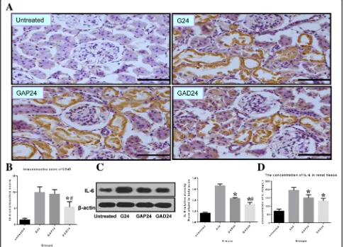 Fig. 8 Effect of administration of adnisodamine/atropine on in rats IL-6 subjected to glycerol-induced AKI.(*kidney tissue extracts were analyzed for IL-6 protein levels by western blot.mean ± SEM from three separate experiments ( a CD45 immunostaining in 