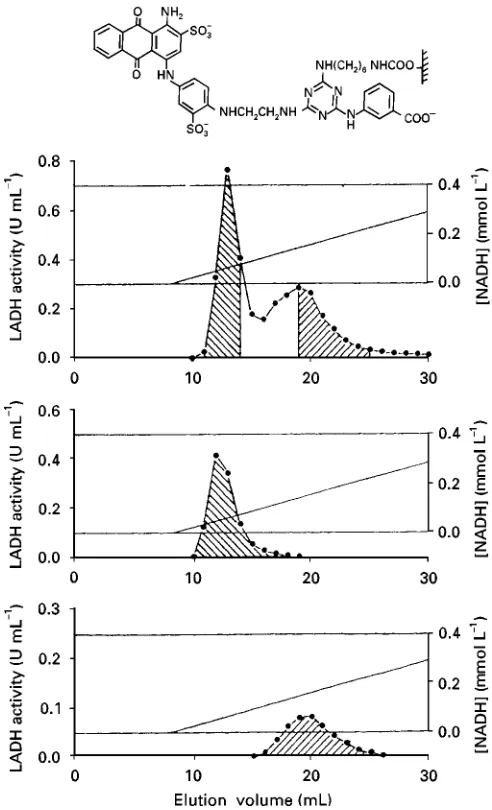 Figure 9Horse liver alcohol dehydrogenase separation. Using the modified Cibacron Blue F3G-A (Figure 7) structure given above,the selectivity is greatly enhanced making it possible to separate the isoenzymes.