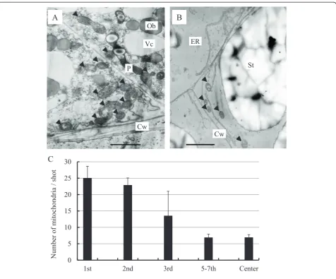 Fig. 2 TEM observation of the outermost aleurone cell (a) and central starchy endosperm (b) and number of mitochondria along a dorso-ventralaxis (c)
