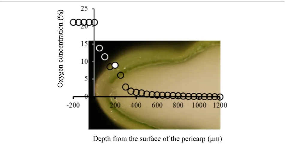 Fig. 3 Oxygen concentration (%) profile along a dorso-ventral axis of a developing caryopsis at 7 DAF
