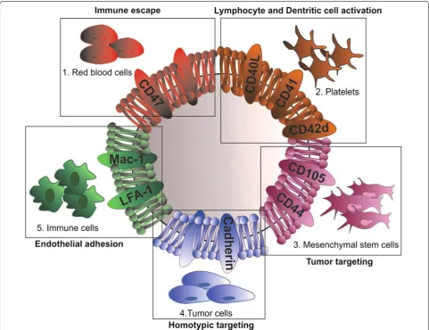 Fig. 1 Schematic illustration of an empty biomimetic nanoparticle (NP) developed from the membrane sourced of different cells: platelets, red blood, mesenchymal, tumor and immune cells