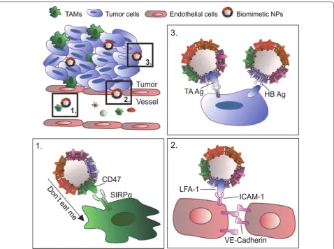 Fig. 2 Biomimetic nanoparticles (NPs) inherited specific properties from the donor cell source, such as: 1