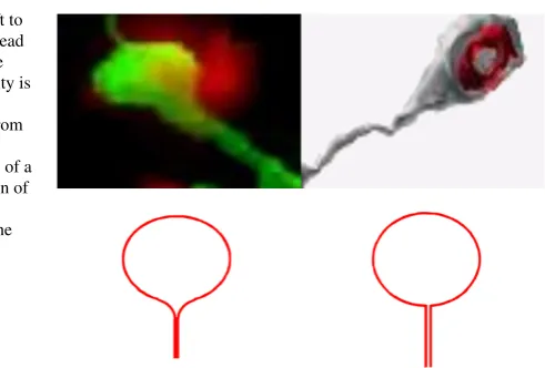 Fig. 1 Upper row (from left to
