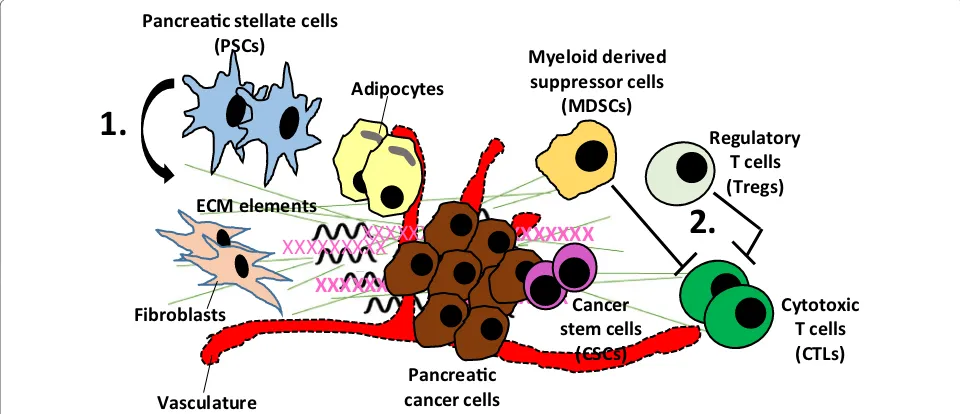 Fig. 1 Unique characteristics of pancreatic cancer microenvironment. Pancreatic cancer stroma is enriched with pancreatic stellate cells (PSCs) that produce excessive amounts stromal elements such as collagens, laminin and fibronectin leading to desmoplasi