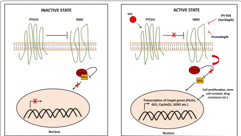 Fig. 2 Sonic hedgehog signaling pathway. In the absence of sonic hedgehog ligand (Shh), the surface receptor Patched1 (PTCH1) inhibits Smoothened (SMO), resulting in sequestration of Gli1 in the cytosol by Suppressor of fused (SUFU)