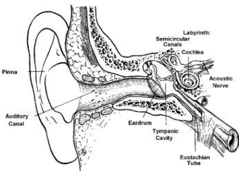 Fig. 1  The human ear consists of three parts: external, middle, and inner ear. Sound waves reflected by the pinna and travelling in the auditory canal produce vibration of the eardrum (tympanic membrane)