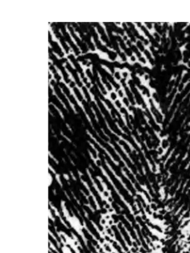 Figure 1.3Portion of the prehensile tail of a red howler monkey (1829).