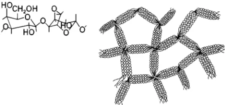 Figure 1Depiction of structure of the agarose biose unit andthe structure of interlocking aggregates of coiled coil dimers ofagarose chains based on electron microscopy and X-ray diffrac-tion