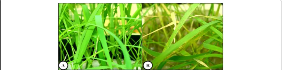 Figure 1 Leaves of 18-day-old rice seedlings (solution (control treatment, 10Oryza sativa L