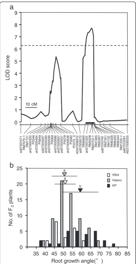 Figure 5 Chromosomal position and allelic effect of the QTL forroot growth angle detected on chromosome 7 in the KD-F2plants