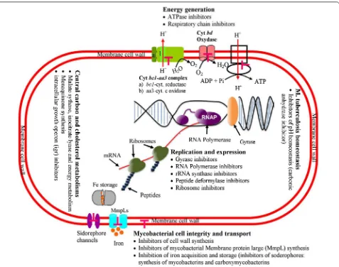 Fig. 2 Potential drug targets in M.tb metabolism. Various TB drugs exhibit different action mechanisms and target distinct metabolic levels of the M.tb cell that are indicated in Figure