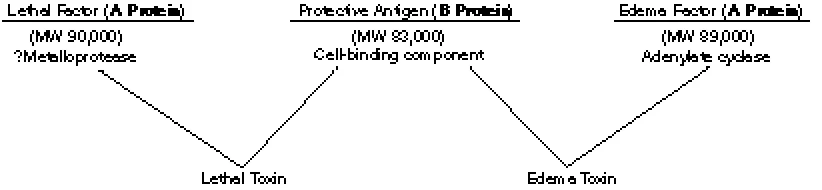 Fig. 22-3. Composition of anthrax lethal and edema protein toxins.
