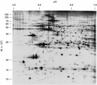 Figure 3A 2-D separation of 100visualized by silver staining. The scale at the top indicates the linear pH gradient obtained using an IPG 4-7 strip for the first dimensionIEF separation