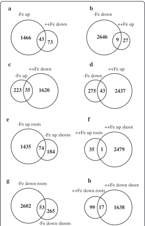 Figure 2 Venn diagram representing the transcriptionaldeficiency both in roots and shoots.and upregulated by excess Fe in roots.changes in response to Fe deficiency and excess