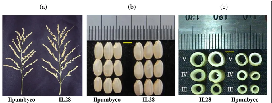 Table 1 Comparison of 10 agronomic traits between IL28 and Ilpumbyeo at two locations in 2013