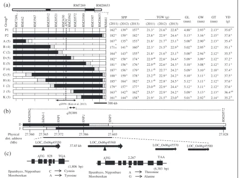Figure 3 Development of a high density map of qTGW6 and structures of candidate genes for qTGW6