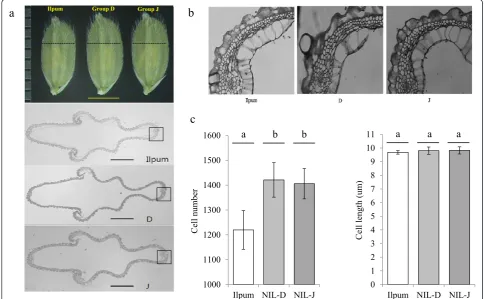 Figure 4 Histological analyses of spikelet hull 3 days before heading in Ilpumbyeo, group D, and group J