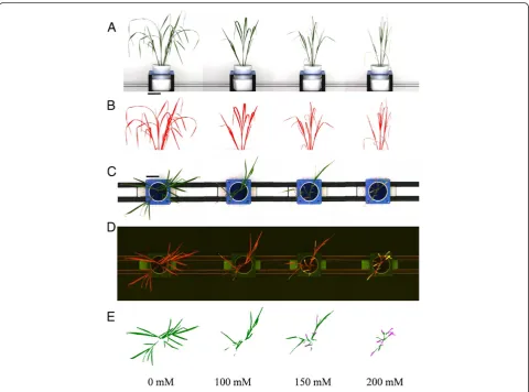 Figure 1 Example images of rice cv. Fatmawati taken 20 d after salt application.From left to right: image of rice treated with 0 mM, 100 mM, 150 mM and 200 mM NaCl