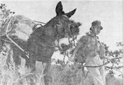 Figure 9-1Animal Transport - The Mule