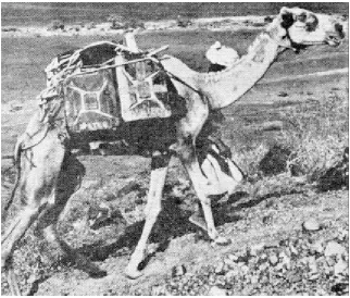Figure 9-2Animal Transport - The Camel