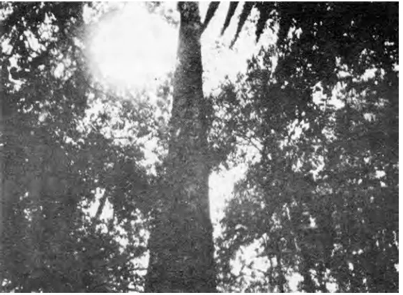 Figure 2-6The Trunks Rise to Considerable Heights Before The Appearance of Branches