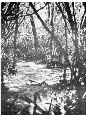 Figure 5-3Navigation is Made Difficult by Limited Visibility and Streams, Like This One,May Not be Marked on the Map