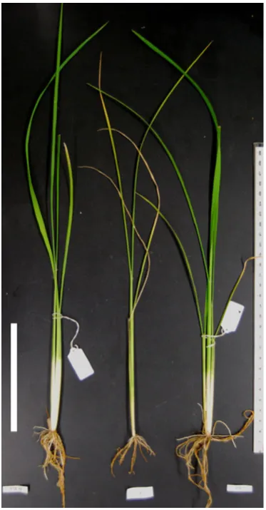Fig. 1 Hybrid weakness caused by two complementary genes:P.T.B.7, and P.T.B.7. The F Hwa1-1 and Hwa2-1