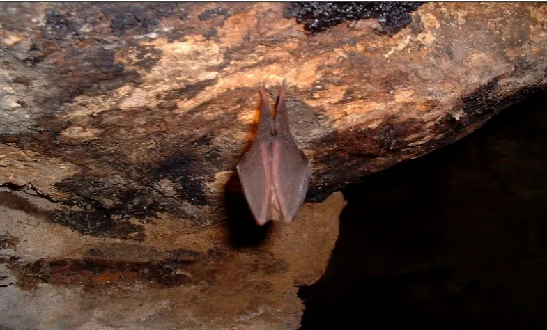Figure 15. Lesser