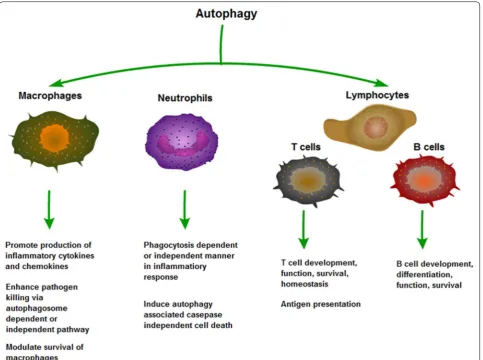 Fig. 2 Effects of autophagy in inflammatory cells. Autophagy influences the development, homeostasis and survival of inflammatory cells, includ-ing macrophages, neutrophils and T lymphocytes and B lymphocytes