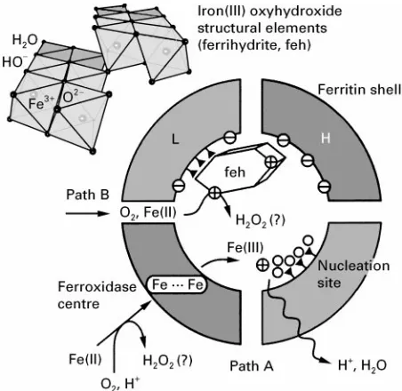 Figure 2Iron mineral formation in ferritin. A self-assembledheteropolymeric shell forms a spatially confined mineralizationcompartment composed of H- and L-chain subunits that possessdifferent roles in mineralization