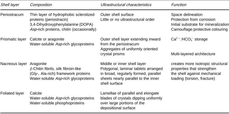 Figure 4(A) Transverse section of the mantle edge of a bivalve showing the system of compartments
