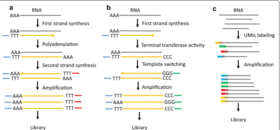 Fig. 3 Schematic of the whole transcriptome amplification methods for single cell sequencing