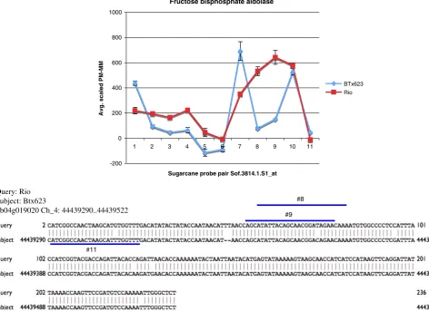 Fig. 3 SFP validation for fructose bisphosphate aldolase. A fragmentfrom the gene fructose bisphosphate aldolase was cloned and sequencedfrom both BTx623 and Rio and SNPs predicted by the probe pairs #8, 9,