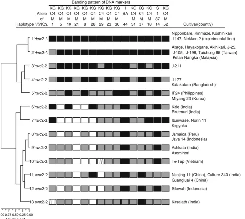 Fig. 2 Haplotype diversity around thewhich cultivars are originated are not specified, they are from Japan.The same banding patterns as Nipponbare are indicated by HWC2 locus