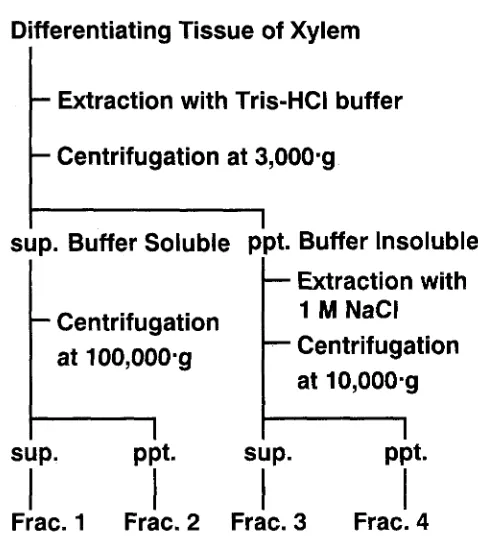 Fig. 1. Summary of fractionation scheme of proteins from differentiat- ing xylem tissue
