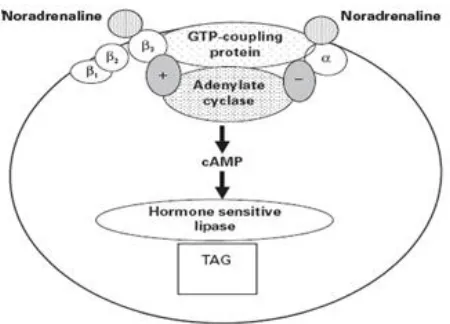 Figure 1. Adrenergic regulation of adipose tissue lipolysis showing β adrenergic receptors (β1, β 2, β 3) linked via stimulatory GTP-coupling protein to activation of cAMP and hormone-sensitive lipase