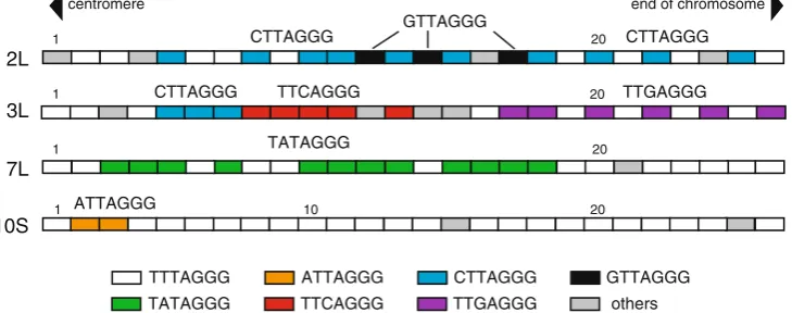 Fig. 1 Distribution of TTTAGGG substitution variants. Each boxrepresents the 7-nt unit of the telomere repeat TTTAGGG (white) andthe different variants (ATTAGGG, CTTAGGG, GTTAGGG,TATAGGG, TTCAGGG, and TTGAGGG), as shown in the key.