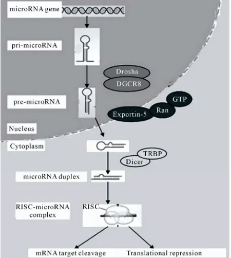 Figure 2. miRNA biogenesis and action.  