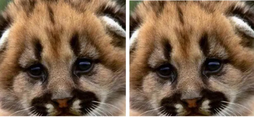 Figure 1.1: Reconstruction of a feline face with magnification factor 2. Left: result by our method