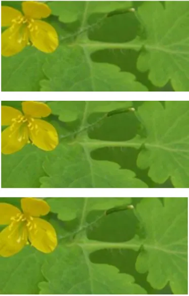 Figure 4.1: Image superresolution result with magnification of 2 on “flower” image. (a) Bicubic interpolation, (b)  Sparse recovery result and (c) Our result