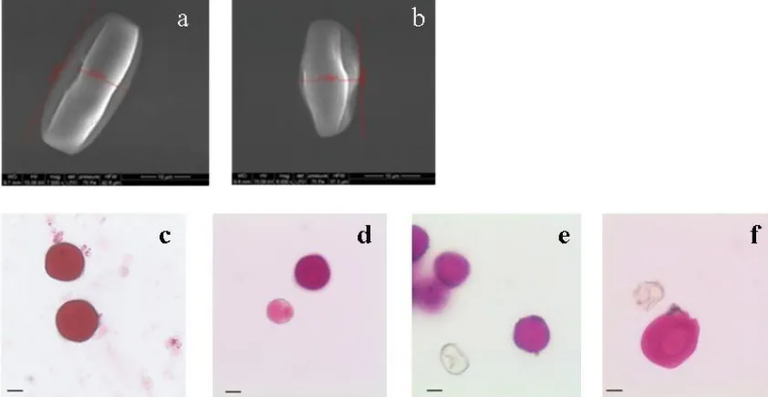 Figure 2: Effect of acute gamma radiation on pollen morphology and pollen viability in 