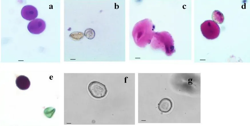 Figure 3: Effect of acute low dose gamma radiation on pollen viability and pollen 