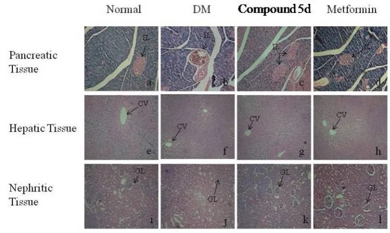 Figure 4: The levels of plasma protein (A), blood urea (B) and serum creatinine (C) in diabetic control and experimental groups of rats after 14 days experimental period  