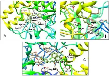 Figure 6: Molecular docking analysis of the ligand binding pocket of αacids (a-His 111, Lys 155, Phe 157, Phe 177, His 239, Asn 241, His 279; b- Tyr 71, Asp 68, Val 108, Asp 214, His 348, Asp 349; c- Tyr 313, Asp -glucosidase MAL12 model structure obtained