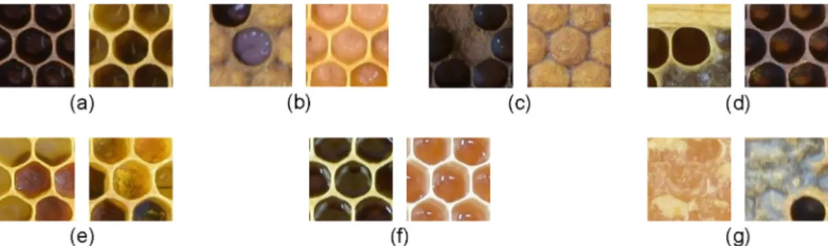 Fig. 1. Comb cell classes considered in this study: (a) egg, (b) larva (uncapped brood), (c) pupa (capped brood), (d) other (e.g